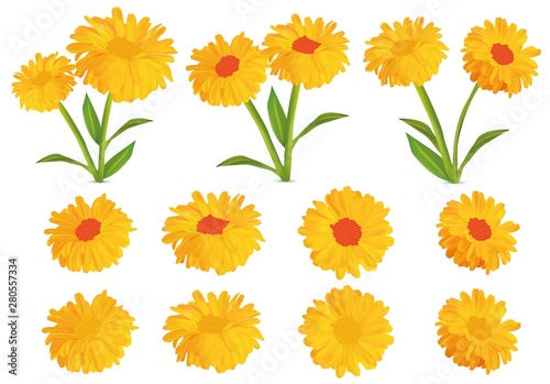 3d realistic calendula. Set marigold flower isolated on white background.Calendula officinalis. Vector illustration. Marigold close up.