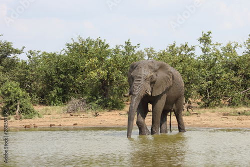 Afrikanischer Elefant   African elephant   Loxodonta africana