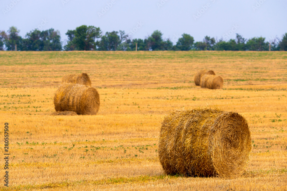 Rolled haystack on agriculture field landscape. Haystack farmland field panorama. Harvest in haystack agriculture farm