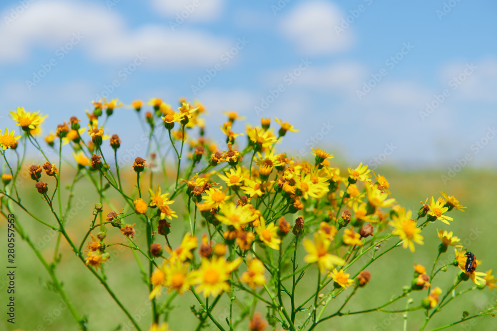 Wild grass with yellow flowers - beautiful summer landscape Wild grass with yellow flowers - beautiful summer landscape