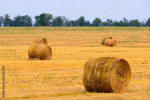 Obraz na płótnie Rolled haystack on agriculture field landscape. Haystack farmland field panorama. Harvest in haystack agriculture farm w salonie