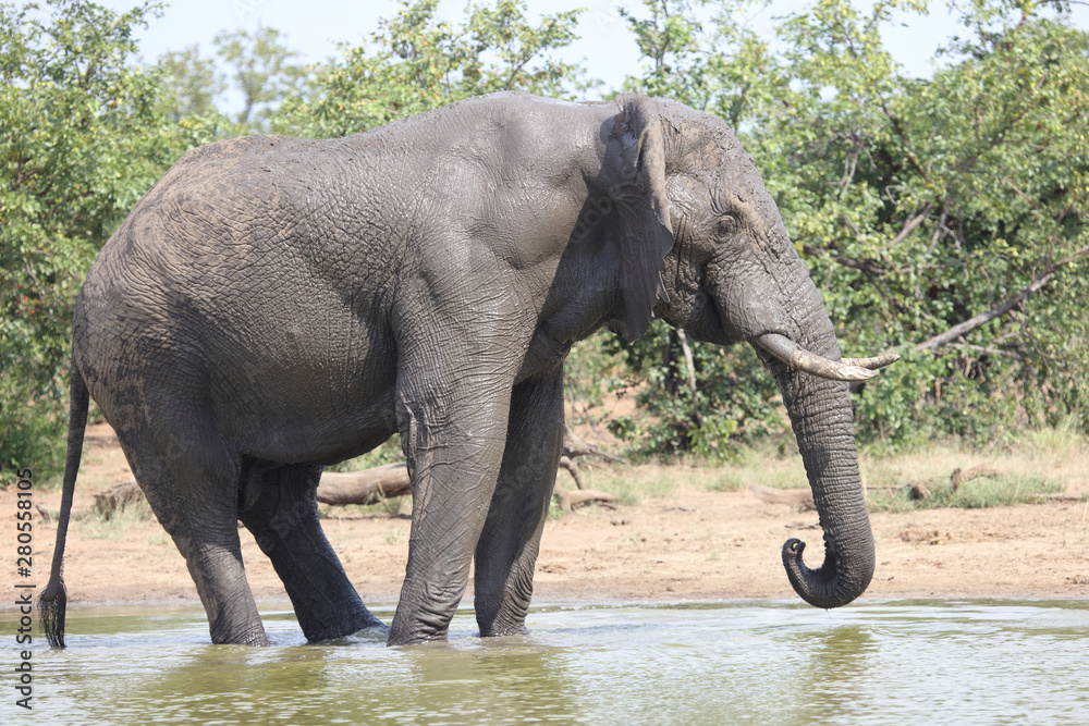 Obraz premium Afrikanischer Elefant / African elephant / Loxodonta africana