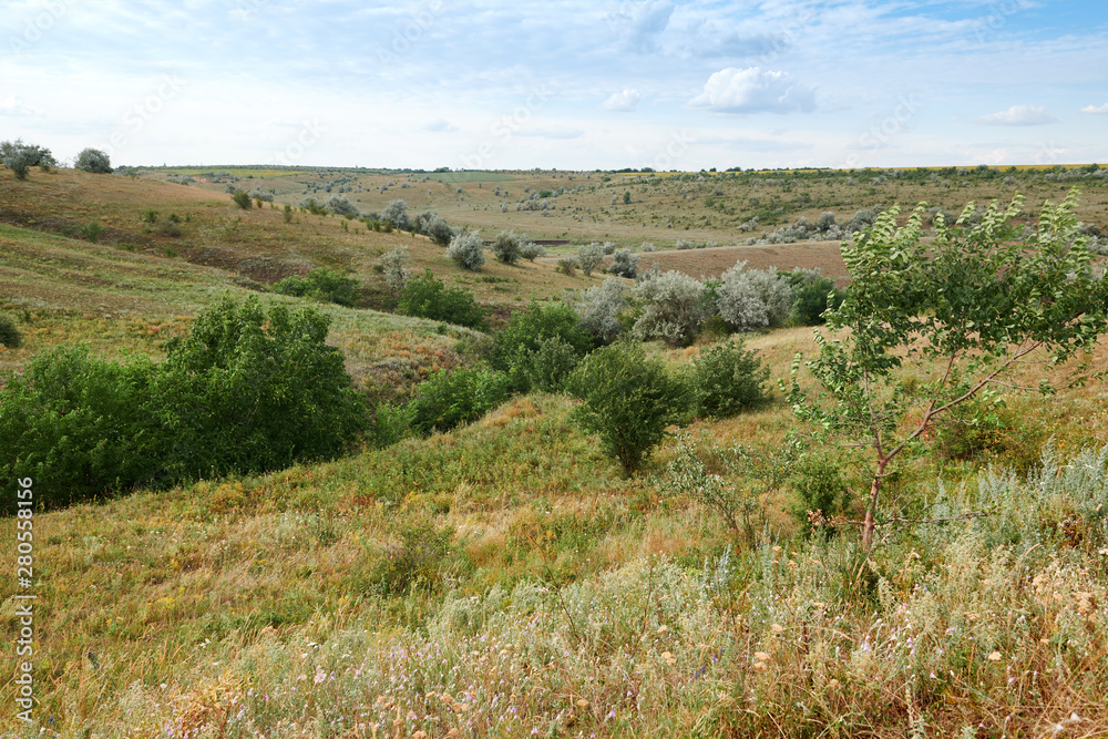 Wild grass and trees, beautiful sky - nature and summer landscape Wild grass and trees, beautiful sky - nature and summer landscape