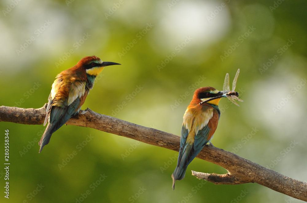 European bee-eater (Merops apiaster) in natural habitat European bee-eater (Merops apiaster) in natural habitat