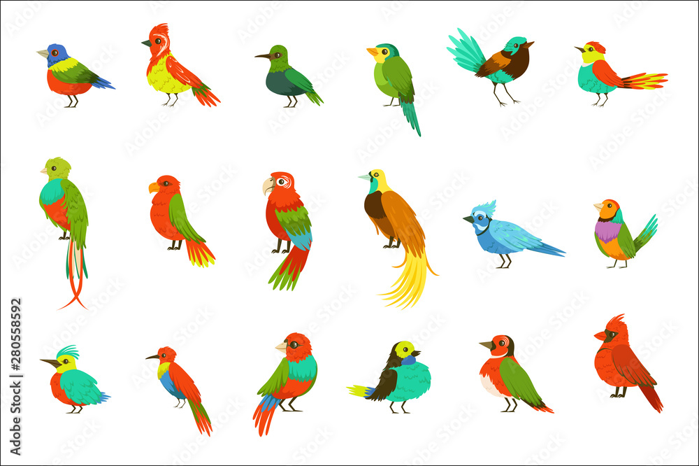 Exotic Birds From Jungle Rain Forest Set Of Colorful Animals Including  Species Of Paradise Birds And Parrots Stock Vector | Adobe Stock