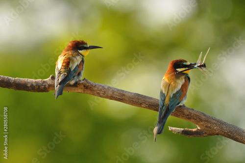 European bee-eater (Merops apiaster) in natural habitat