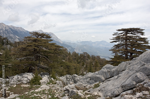 Scenic mountain landscape. Relict forest of Lebanon cedar. Saddle between the mountain Tahtalı Mountain Range and adjacent peaks. Far to the top of the mountains. Lycian Way, Turkey photo