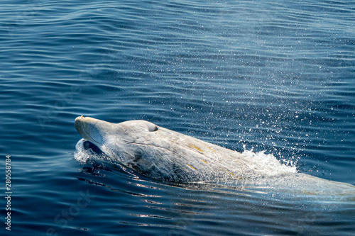 white Rare Goose Beaked whale dolphin Ziphius cavirostris photo