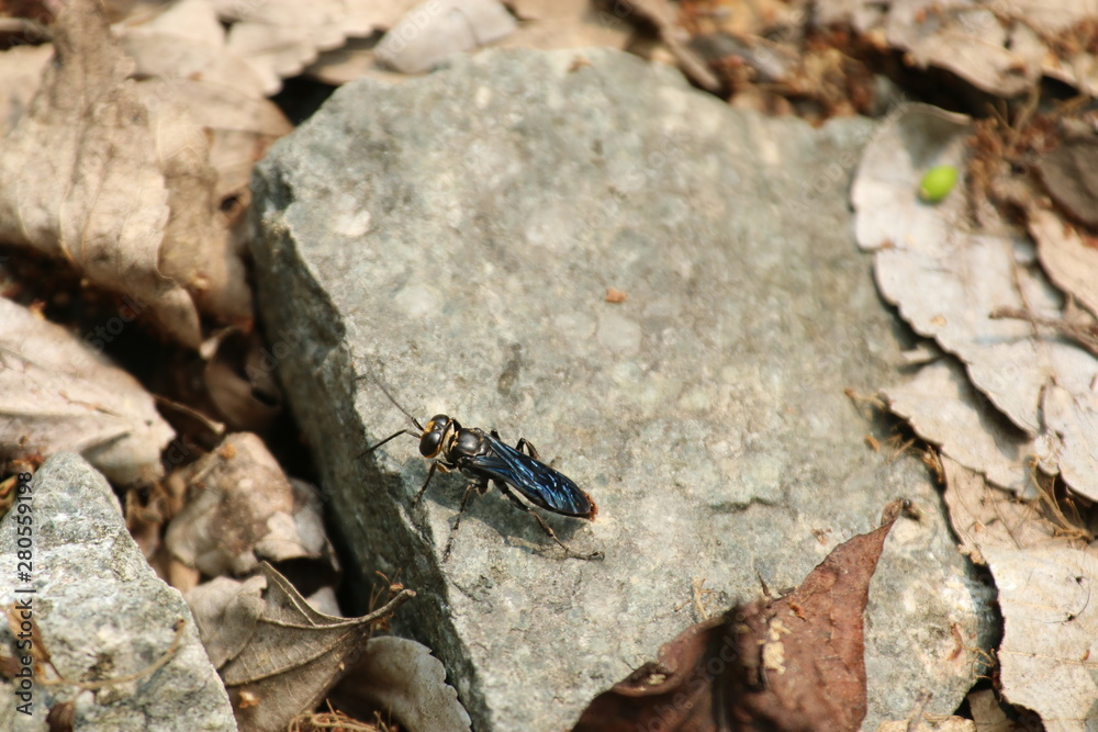 Fototapeta premium bug on rock