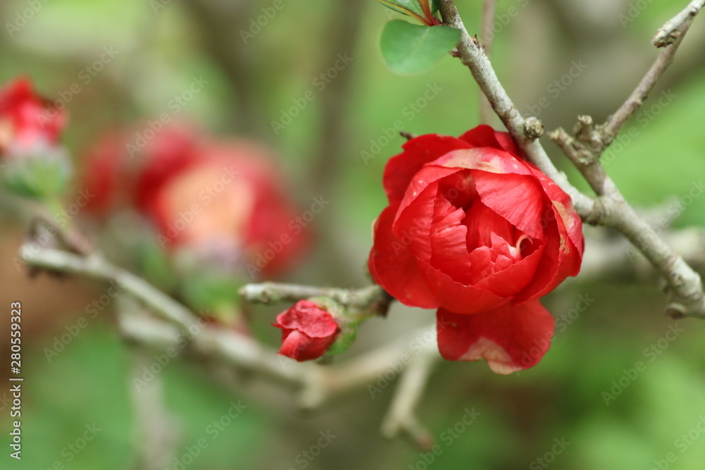 Fototapeta premium red rose in the garden