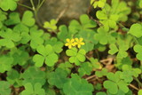 green leaves with yellow flower