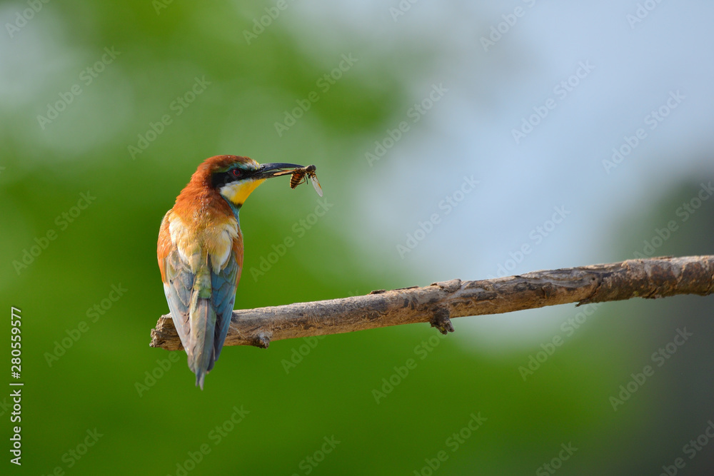 Obraz premium European bee-eater (Merops apiaster) in natural habitat