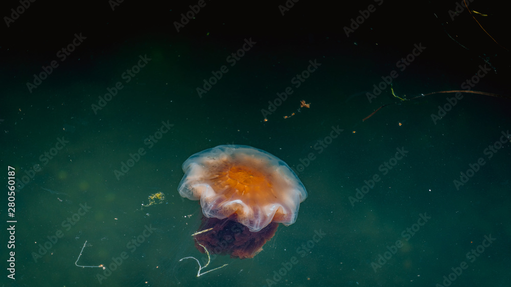 Meduza w morzu bałtyckim - obrazy, fototapety, plakaty 