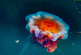 Meduza w morzu bałtyckim