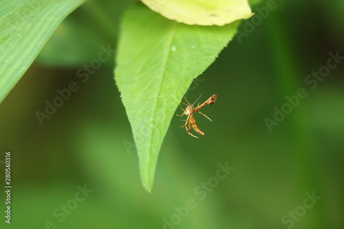 caterpillar on a leaf