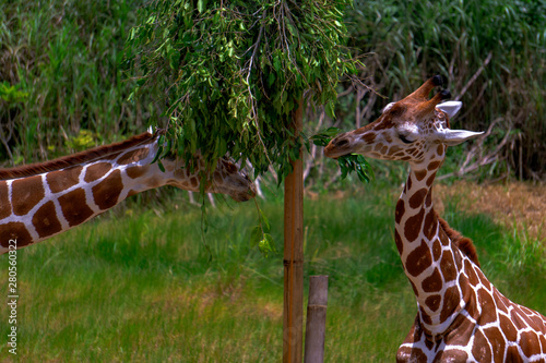 Photography giraffe in the zoo