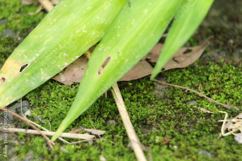 green plant in the garden