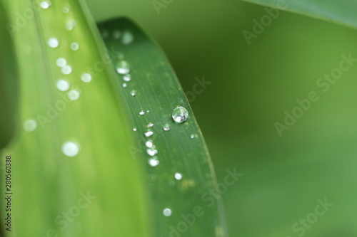 water drops on green grass