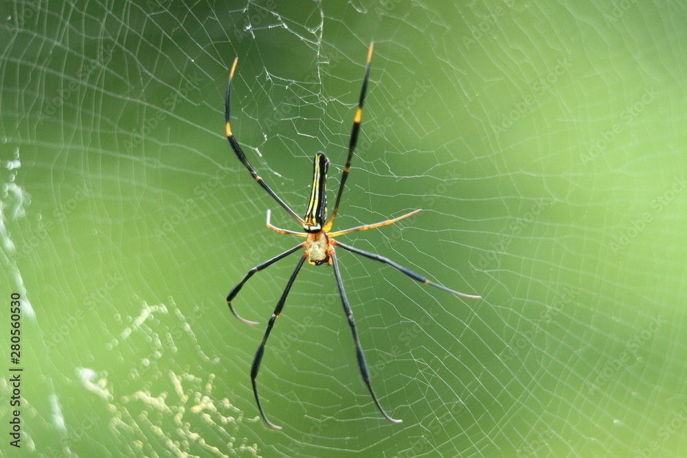 spider on a web spider on a web