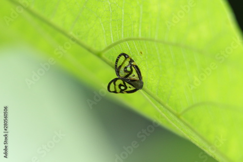 bug on a leaf