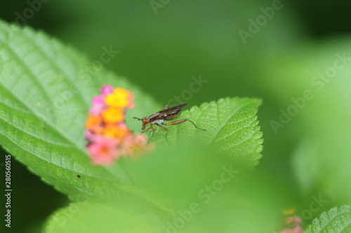 green bug on a leaf