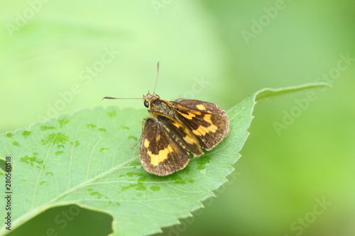 butterfly on a leaf