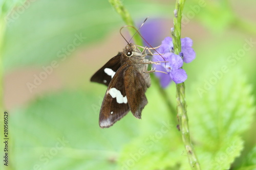 butterfly on a flower