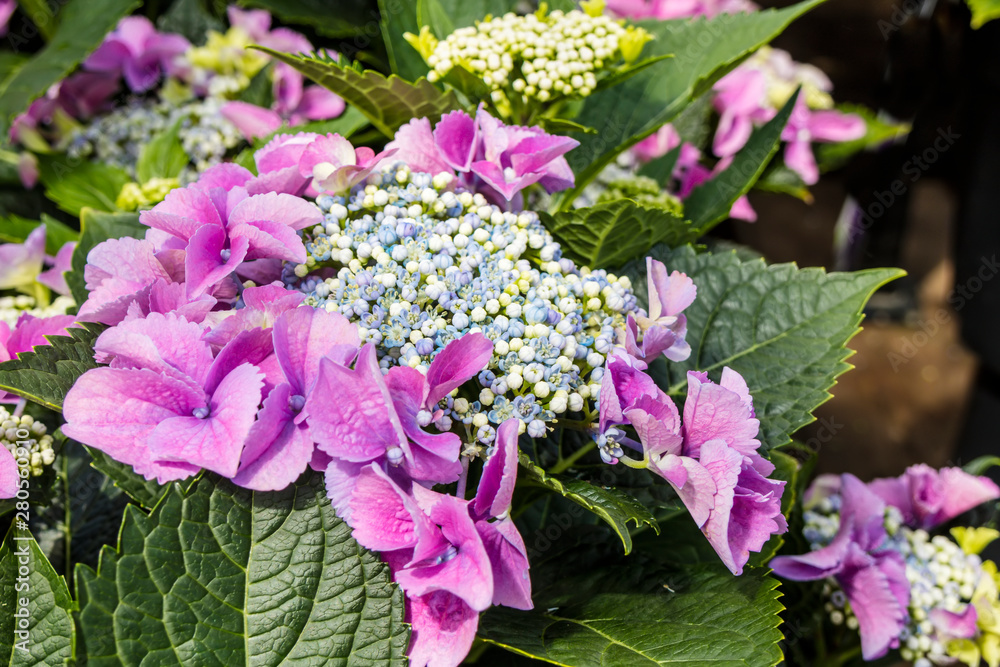 Close up of lase-cap Macrophylla Hydrangea Teller Blue flowers. Close up of lase-cap Macrophylla Hydrangea Teller Blue flowers.