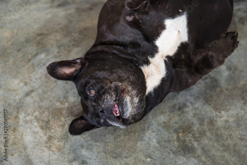 French bulldog lying on cement floor, cute dog.