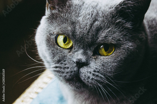 Fototapeta Naklejka Na Ścianę i Meble -  grey cat stare