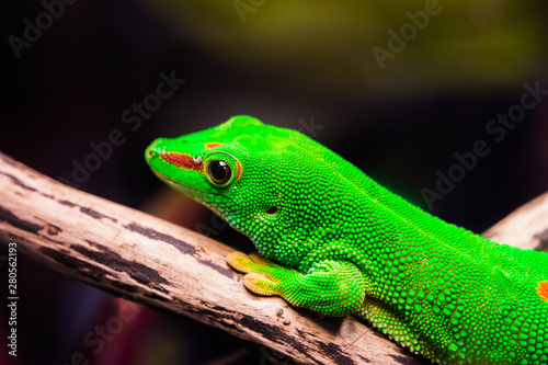Obraz na plátně Closeup the eyes of Madagascar giant gecko on tree in glass box