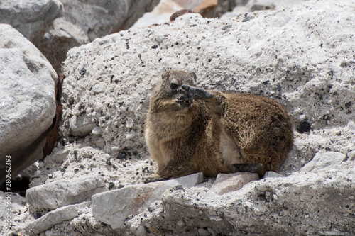 Shy dassie not wanting photo to be taken