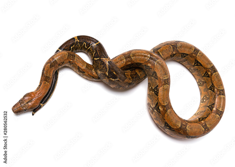 Python is wild snake isolated on white background. Python is wild snake isolated on white background.