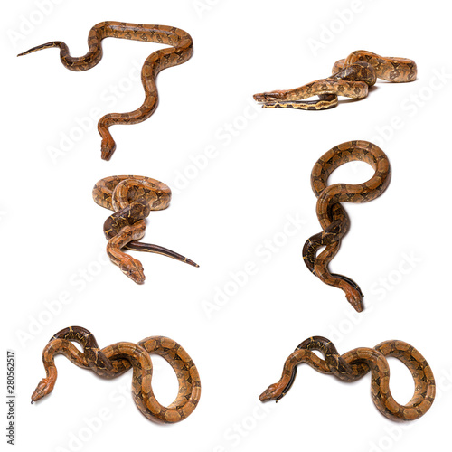 Eticulated Pythons set or Boa isolate on white background © stasnds
