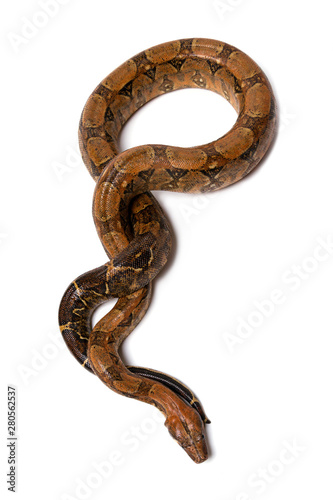 Python is wild snake isolated on white background.