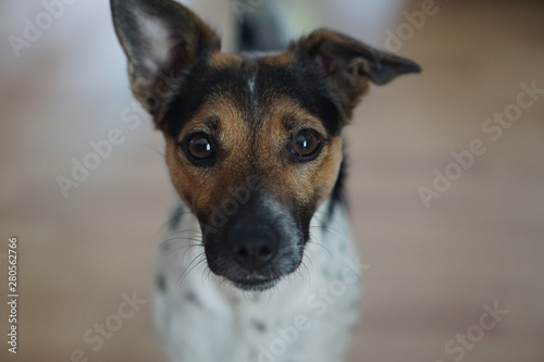 a cute small dog is looking up. Jack Russel 1 year old © wetzkaz