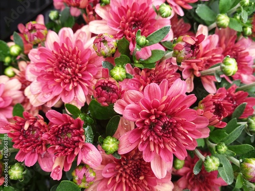 Dahlia flower are colorful and pink
