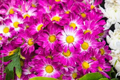 Field of dark pink chrysanthemums.