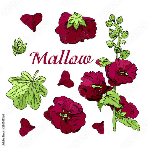 Set with  bouquet and single flowers of burgundy mallow and green leaves. Hand drawn ink and colored sketch isolated on white background. photo