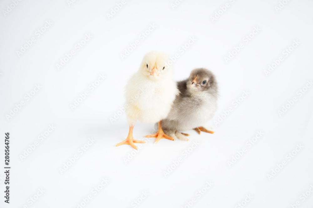 Two little chicken on the white table. On a white background. Two little chicken on the white table. On a white background.