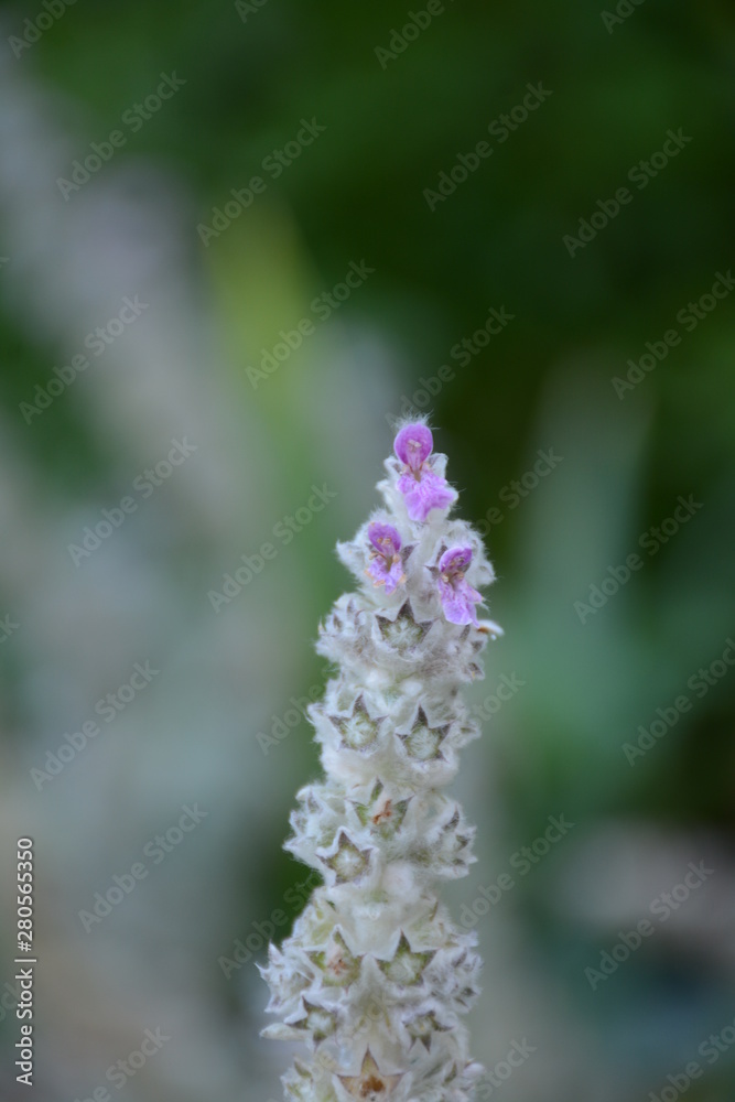 The flower of a stachys on a blurred green background close up The flower of a stachys on a blurred green background close up