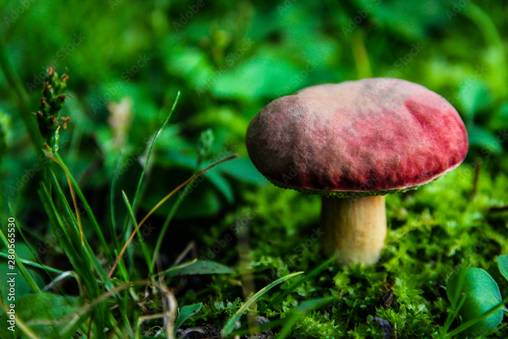 Mushrooms that grow naturally in the area of Japan. Mushrooms that grow naturally in the area of Japan.