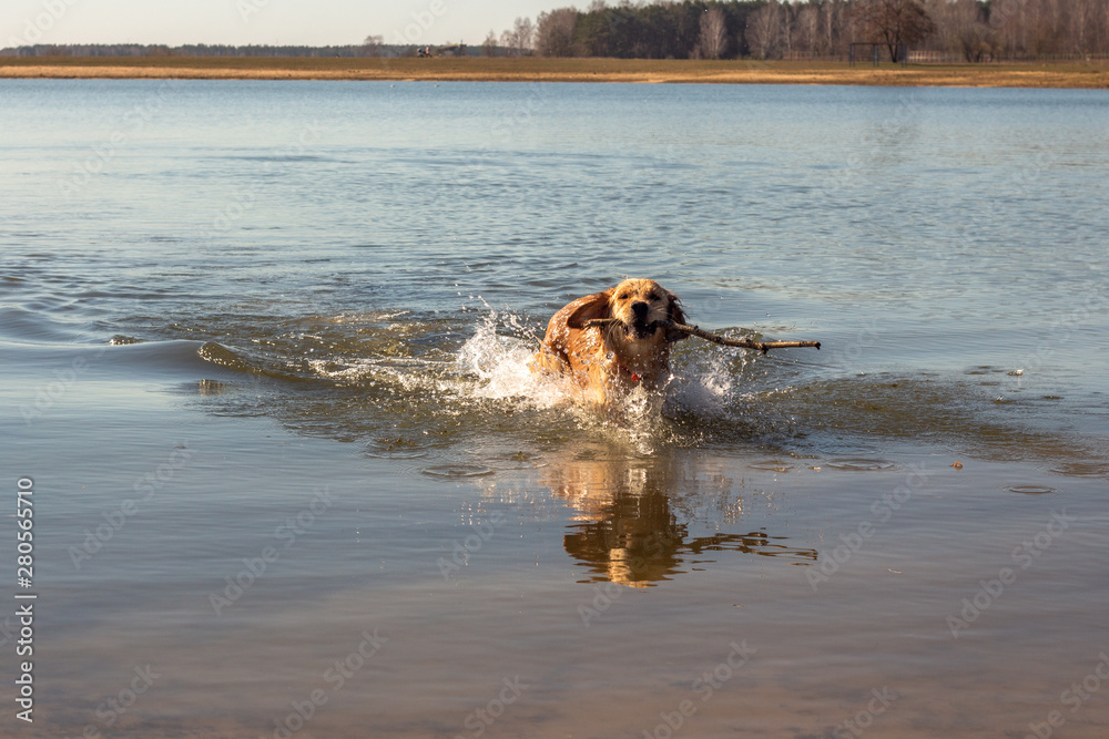 A golden retriever takes a stick out of the water on a sunny spring morning A golden retriever takes a stick out of the water on a sunny spring morning