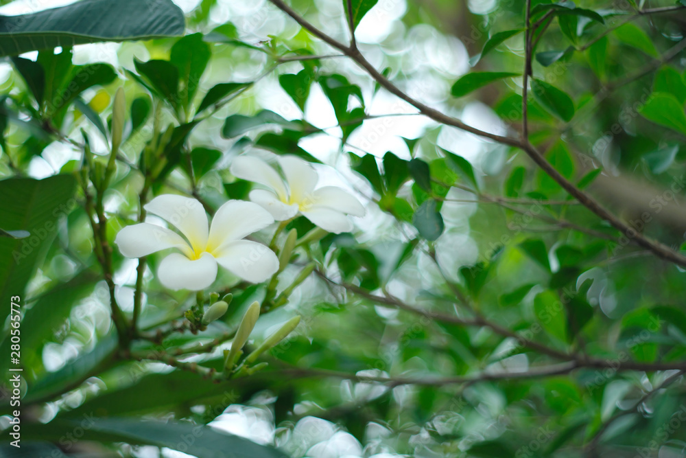 White flowers background blur bokeh natural light, soft style vintage photo. White flowers background blur bokeh natural light, soft style vintage photo.