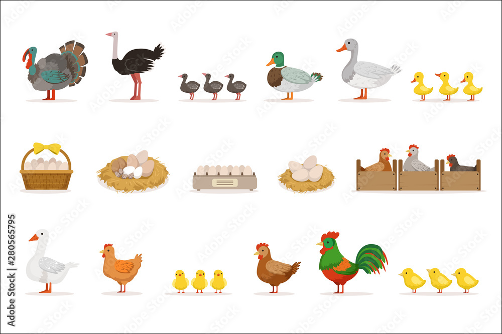 Farm Birds Grown For Meat and For Laying Eggs, Organic Farming Set Of Vector Illustrations With Animals Stock Vector | Adobe Stock Farm Birds Grown For Meat and For Laying Eggs, Organic Farming Set Of Vector Illustrations With Animals Stock Vector | Adobe Stock