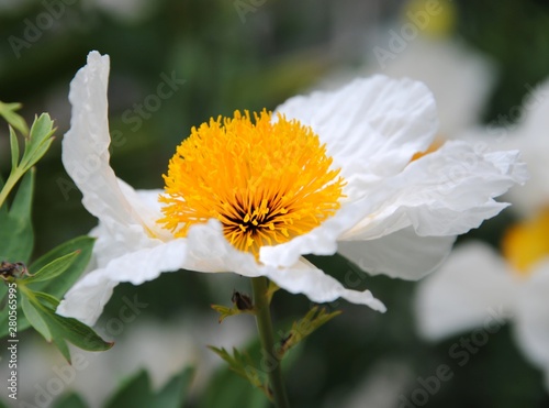 Close up of the big white flowers of Coulter's Matilija poppy or California tree poppy (Romneya coulteri) native to southern California photo