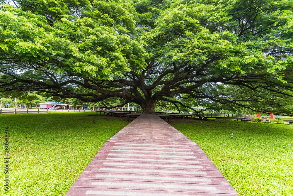 Giant Rain Tree of thailand.Giant tree over a hundred years old. Giant Rain Tree of thailand.Giant tree over a hundred years old.