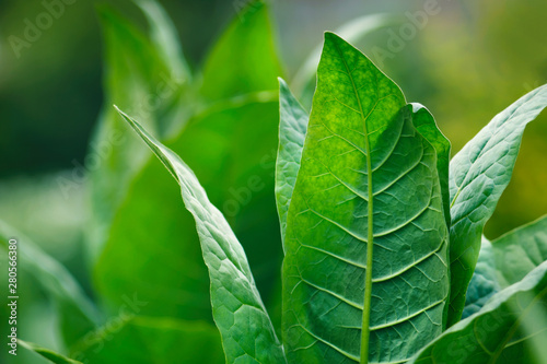Tobacco green leafs on a tobacco plantation field. Closeup. photo
