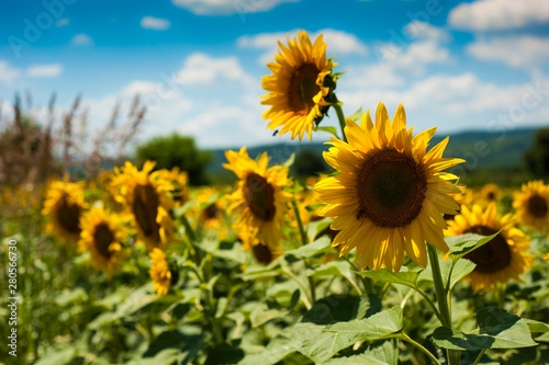 Close-up photo of sunflower flower on farm field  with blue sky and white clouds in background  on a bright summer day