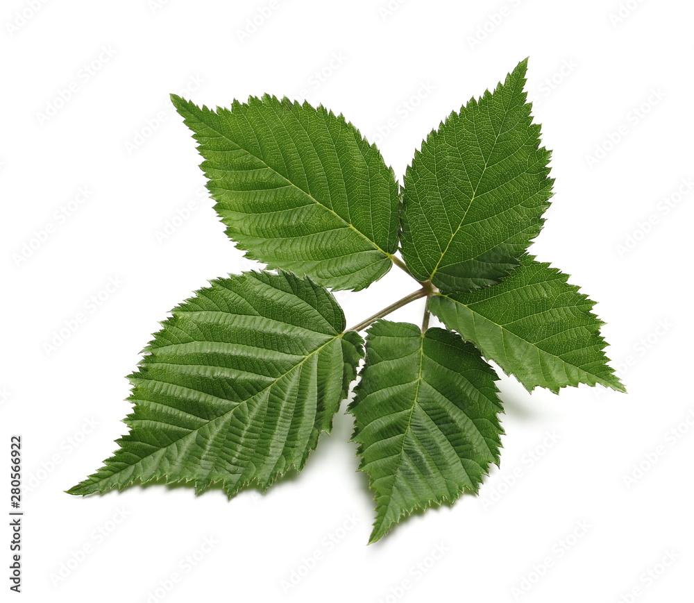 Blackberry leaves, foliage isolated on white background Blackberry leaves, foliage isolated on white background